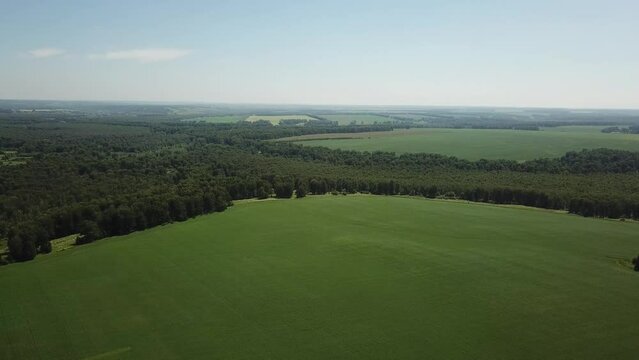 Aerial shot of flowering crop field with camera backward movement when sunny summer and some light clouds. Some hills and forest on horizon. Landing at the end