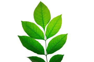 Naklejka na ściany i meble branch of green bush with green leaves isolate
