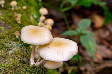 Nature white mushroom growth on the died wood and green moss rain forest