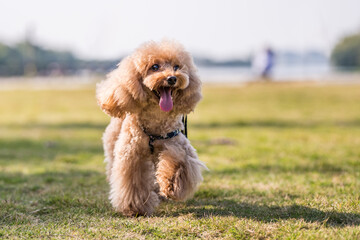 Fototapeta premium poodle playing in the grass
