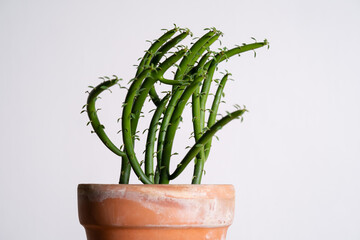 Euphorbia Tirucalli (Pencil Cactus) close up in terracotta pot with isolated white background.