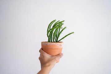 Hand holding Euphorbia Tirucalli (Pencil Cactus) in terracotta pot with isolated white background.