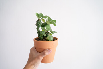 Hand holding Euphorbia monadenium ritchiei plant in terracotta pot with isolated white background