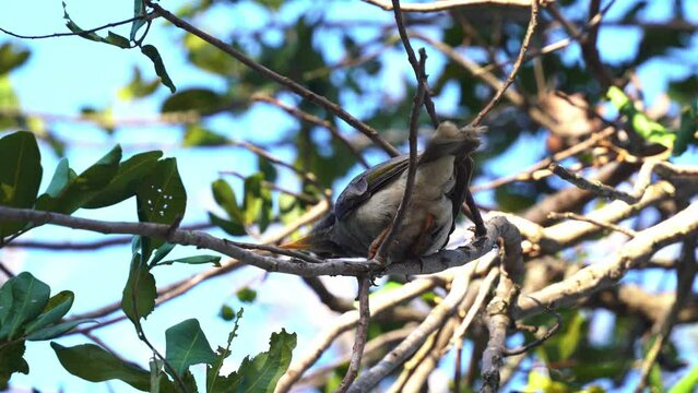 Wild noisy miners, manorina melanocephala hopping on from branch to branch, wondering around its surrounding environment and fly away in bright daylight.