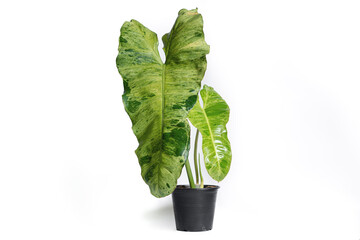 Philodendron Paraiso Verde plant in black plastic pot with isolated white background.
