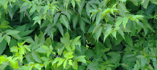 Closeup of a green grass background. Great as wallpaper, background or to merge with another...