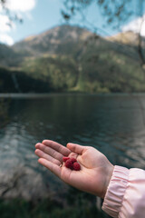 Raspberry in hand. fresh ripe raspberries with beautiful nature background. Concept of wild berries picking outdoors.