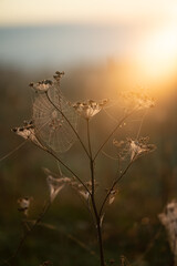 misty morning sunrise