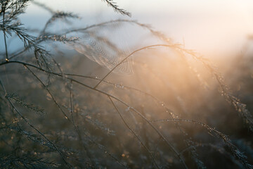 morning lighting on meadow