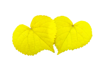 yellow autumn leaves in the shape of hearts

