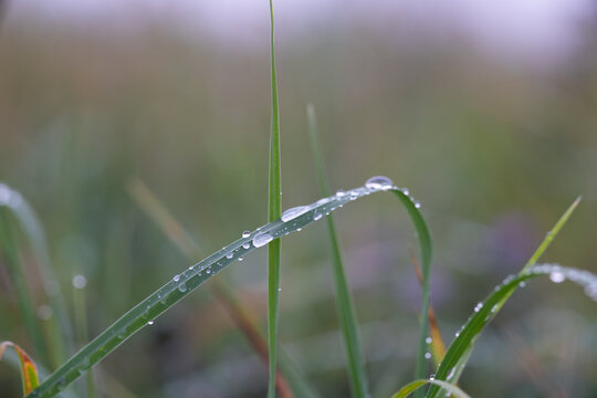 morning dew