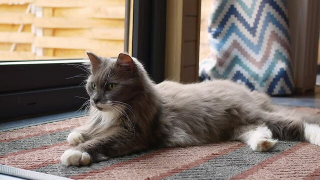 The life of cute fluffy pets with the owners in the house. Cinematic footage of a beautiful fluffy gray cat protects the house from mice and evil spirits, the night hunter lies on rug in a cozy house.
