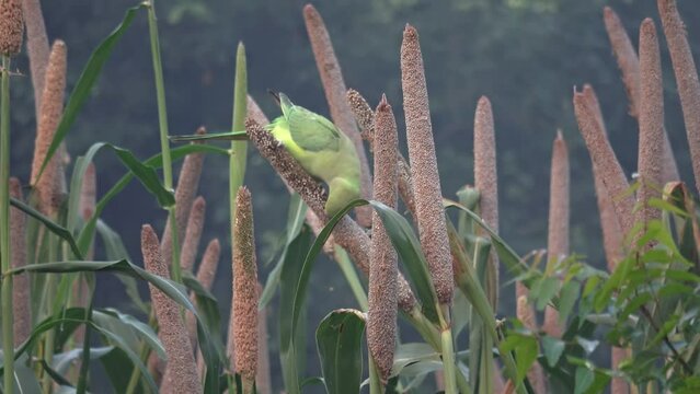 Rose-ringed parakeet eats millet
Uttar Pradesh India, 2022, India wildlife
