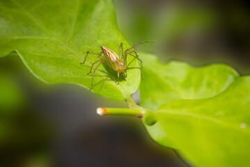 Lynx Spider on a green leaf. a species of Spider.
