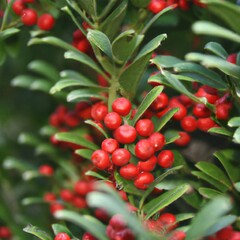 Red berries on a tree branch