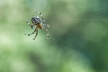 Cross spider in a spider web, lurking for prey. Blurred background