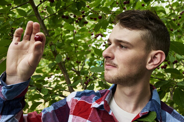 a young gardener examines a cherry plucked from a branch in the garden