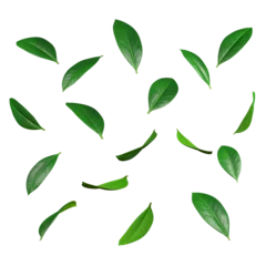 Foto op Plexiglas Green leaves movement falling flow 3d rendering illustration background png file © Krit