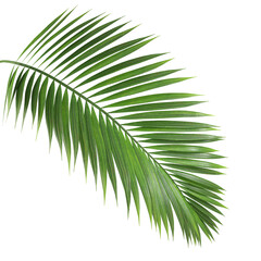 Palm leaf branch tropic summer isolated backgrounds 3d illustration png file - obrazy, fototapety, plakaty
