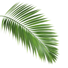 Poster Palm leaf branch tropic summer isolated backgrounds 3d illustration png file © Krit