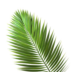 Tropic palm Leaf isolated backgrounds 3d illustration png file