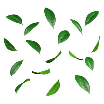 Leaves Png Images – Browse 1,442,277 Stock Photos, Vectors, and