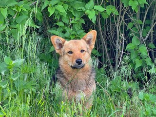 Dog puppy sits in the grass.