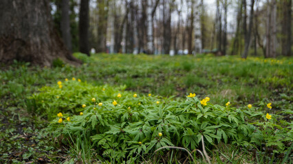 Obraz premium Spring flowers at the park