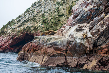 Sea lions posing on rocks of the Ballestas Islands, a group of islands near the city of Pisco, in Peru.
