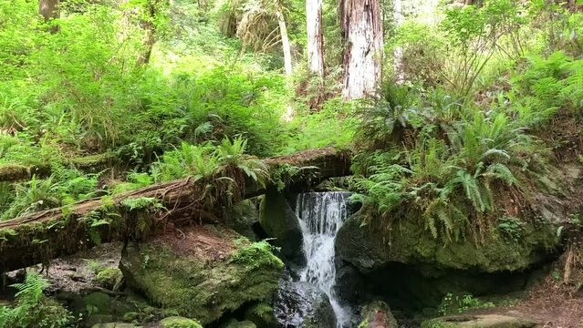 A beautiful, small waterfall flows over rocks and tree trunks in the lush green forest of Redwood National and State Parks. Taken in Spring - Nr Orick, California, USA