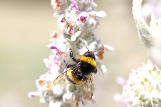 Insekten im Garten - Nahaufnahme von einer kleinen Wiesenhummel auf der Bl&uuml;te von einem Wollziest