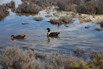 Australian Shelduck (Tadorna tadornoides), Rottnest Island, Western Australia.