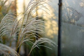 Close-up of pampas grass on glass house background in garden during morning light