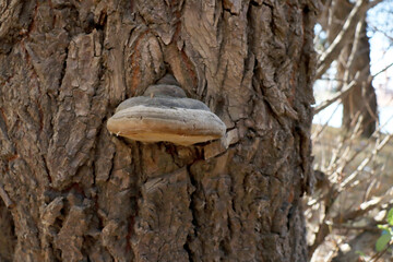 brown mushroom on a tree trunk