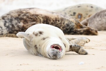 Closeup of a grey seal (Halichoerus grypus) on the Horsey beach, England