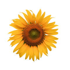 Big sunflower isolated on white background. This has clipping path. 