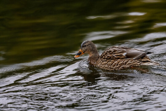 Mallard Duck is swimming