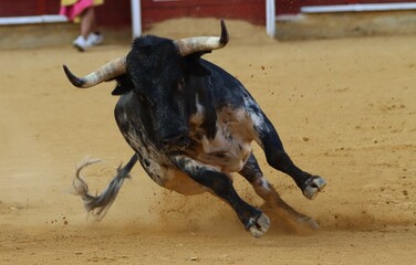 bull in the bullring in spain