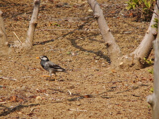 地面に降りたムクドリ