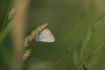 Close up image of a brown argus butterfly resting on a plant in nature