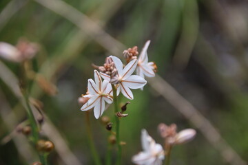 Wildflower, Rottnest Island, Western Australia.