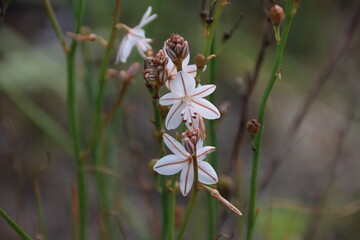 Wildflower, Rottnest Island, Western Australia.