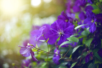 Purple clematis flower on a green bush.Decorative shrubs for landscape design in the garden.Flower vine.