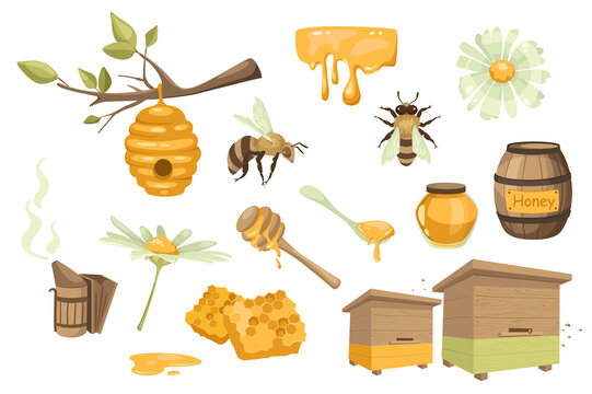 Honey and beekeeping design elements set. Collection of bee, beehive, chamomile, barrel, jar, spoon, honeycomb, apiary, beekeeping smoker. Illustration isolated objects in flat cartoon style
