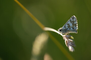 Brown and white skipper butterfly in the wild on a plant,