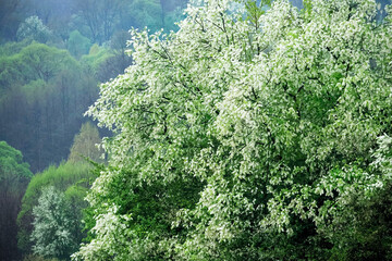 Czeremcha zwyczajna (Padus avium Mill.) to pięnie kwitnące drzewo które potrafi zachwycić w polnym krajobrazie ale i dostarcza surowca  © JDziedzic