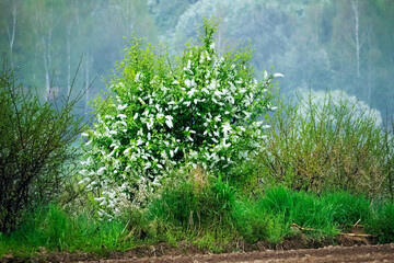 Czeremcha zwyczajna (Padus avium Mill.) to pięnie kwitnące drzewo które potrafi zachwycić w polnym krajobrazie ale i dostarcza surowca  © JDziedzic