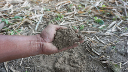 Hand holding the loam soil used for planting trees in a non-toxic agricultural garden.