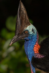 close up of a cassowary
