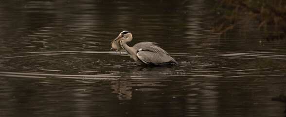 Gray heron eating 